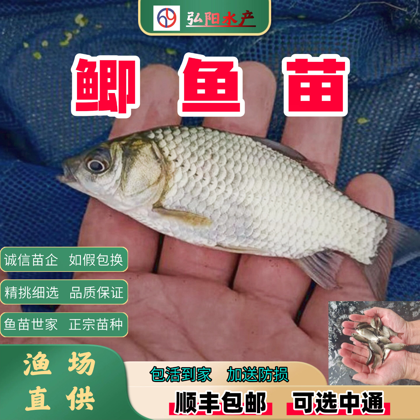 优质鲫鱼苗 工程鲫 湘云鲫 高背鲫鱼 淡水鱼苗 活体鱼苗 中科鲫