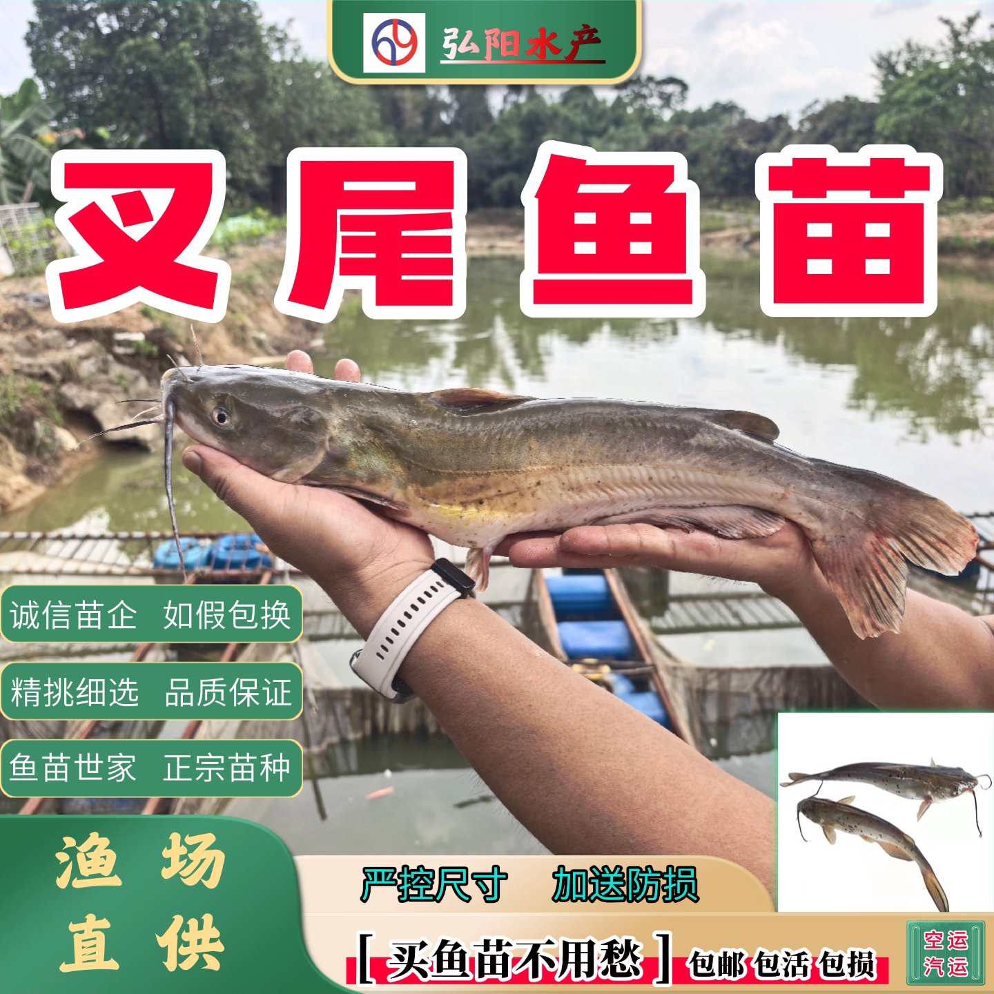 正宗叉尾鱼苗2-20厘米包活