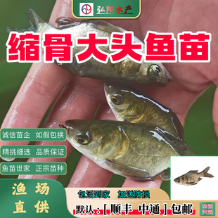 正宗缩骨大头鱼苗  缩骨胖头鱼 缩骨鳙鱼 淡水鱼苗  食用    保真