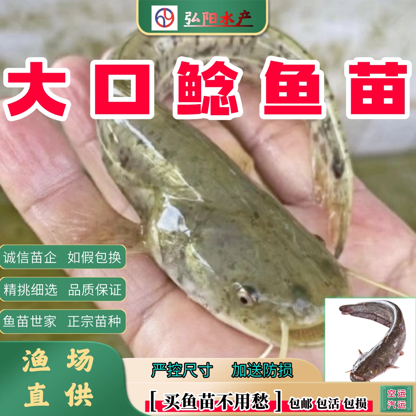 大口鲶鱼苗2-20厘米耐活送损