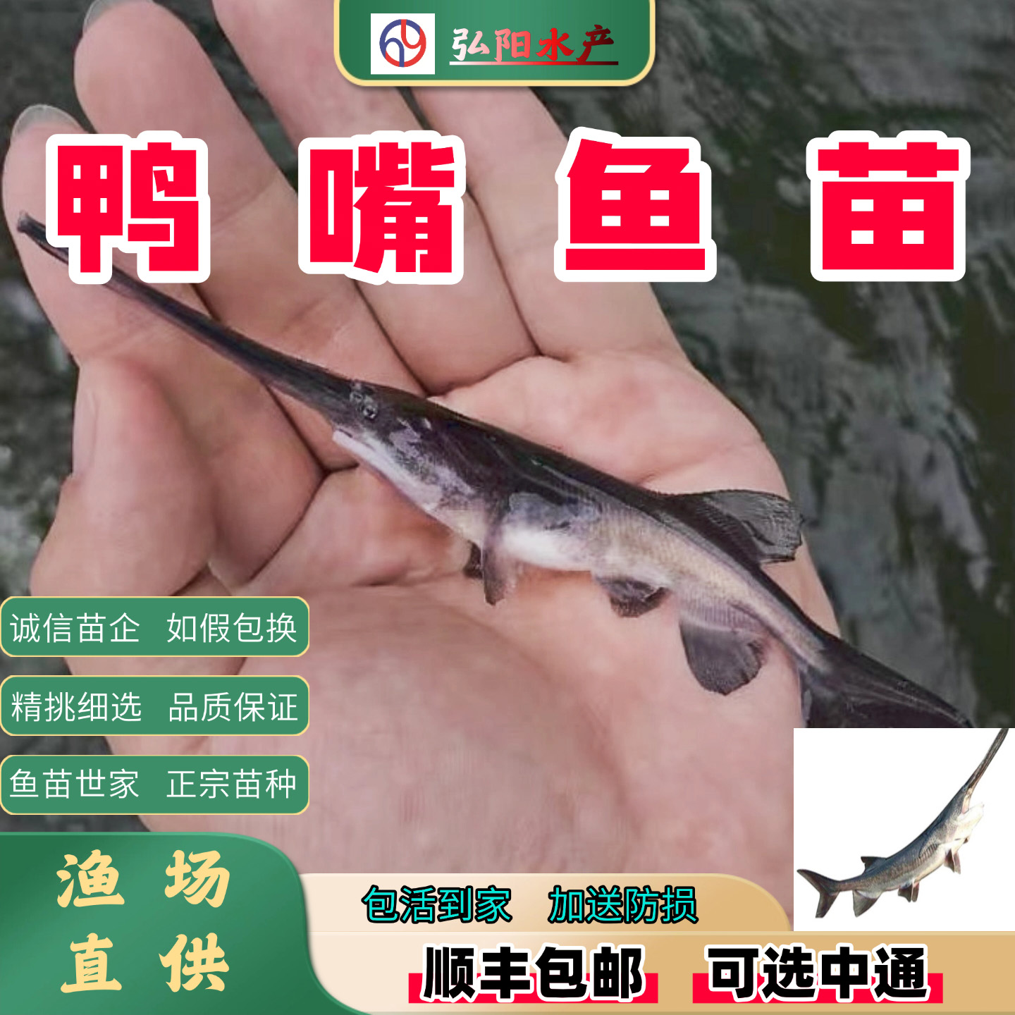 鸭嘴鱼苗2-20厘米包活送损