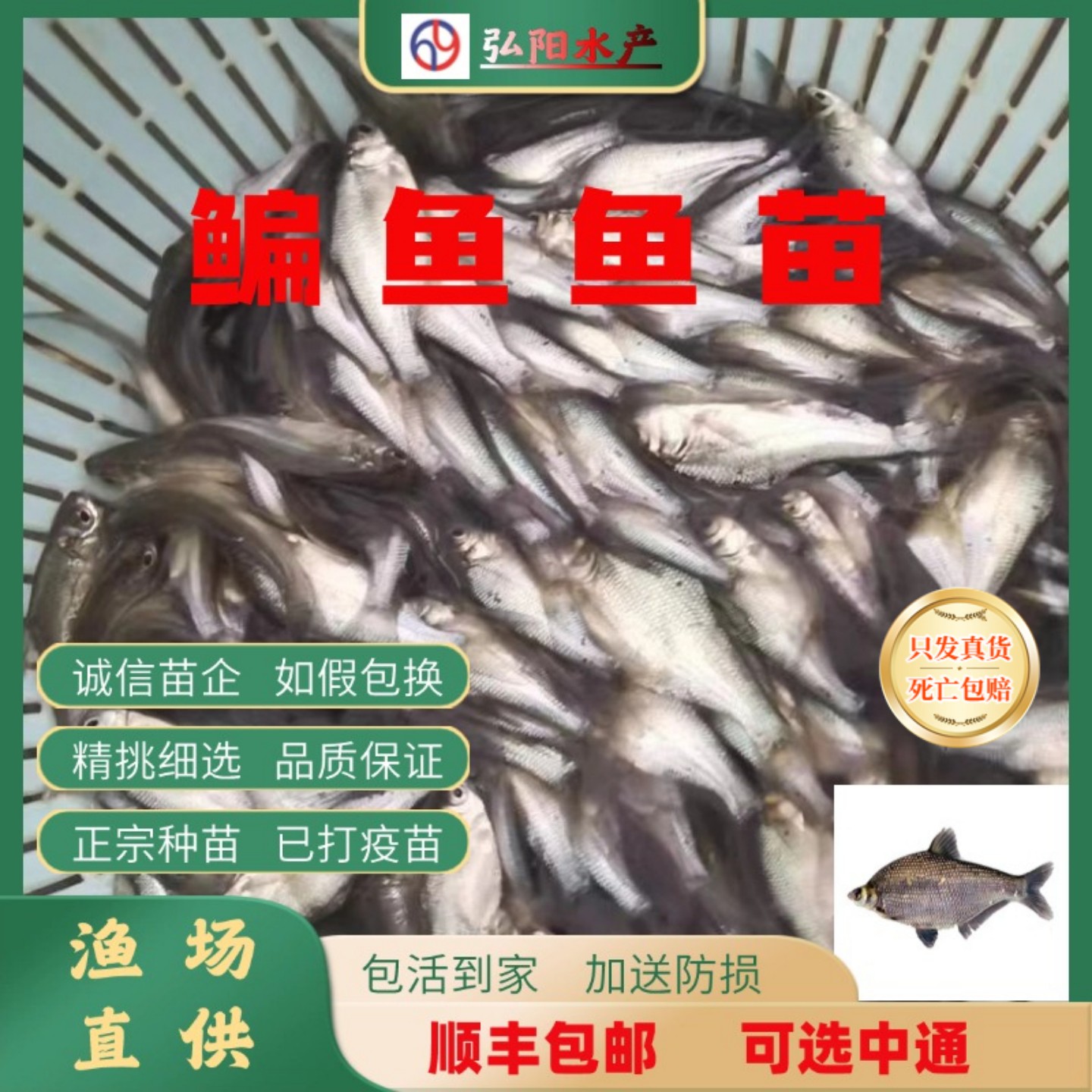 武昌鱼苗 淡水养殖 食用 柳叶三角头鳊鱼苗 活体 边鱼苗 淡水鱼苗