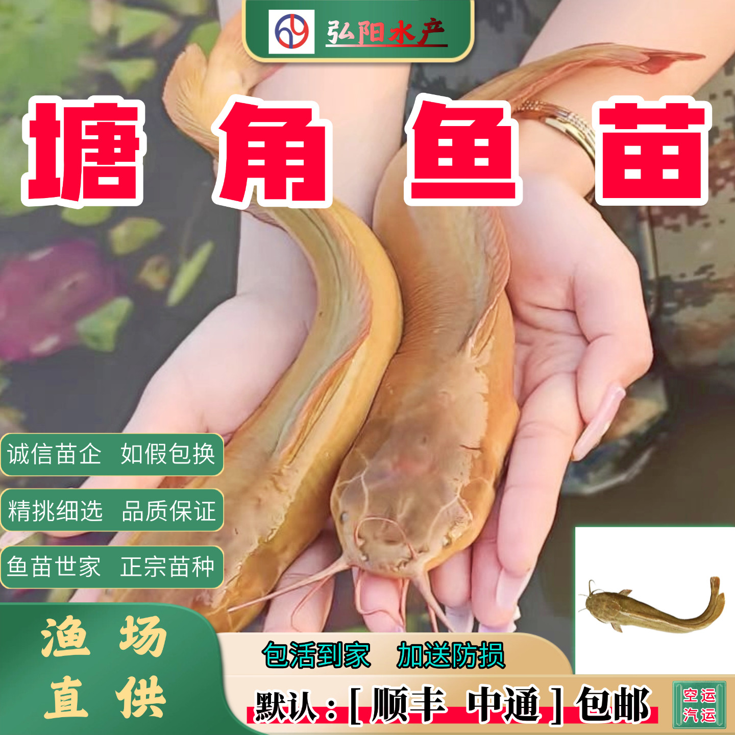 塘角鱼苗 皇妃一代 三黄塘鲺 胡子鲶 本地塘鲺 淡水鱼苗 顺丰