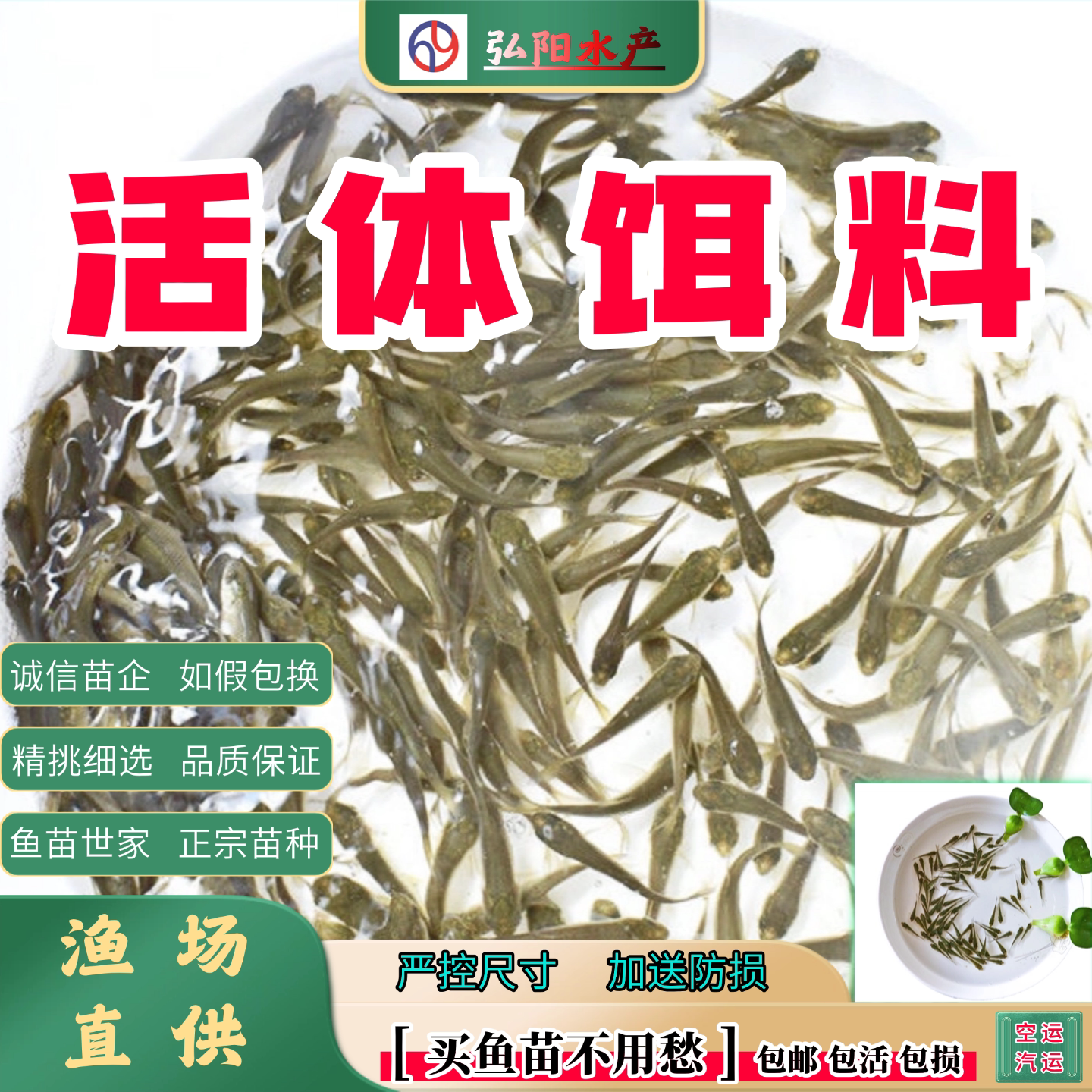 活体铒料2-5厘米桂花鱼龙鱼