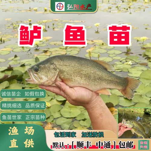加州鲈鱼苗2-16厘米淡水养殖