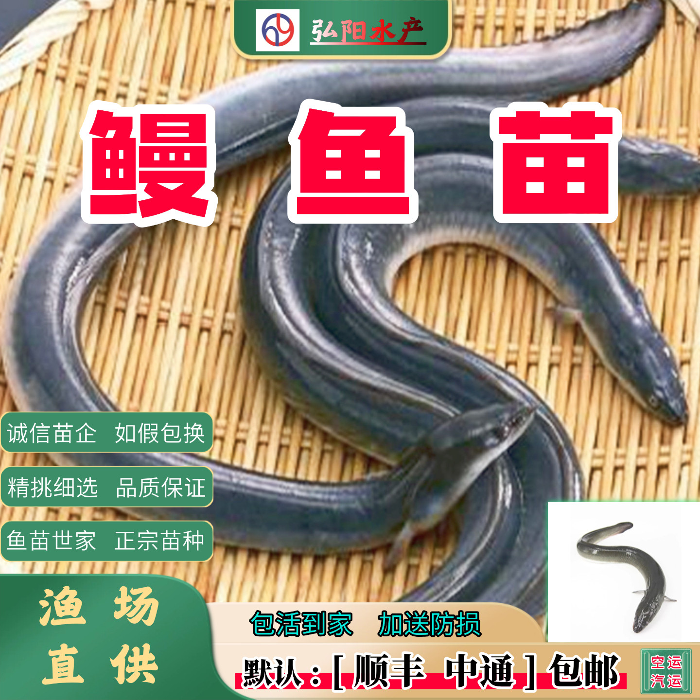 鳗鱼苗2-30厘米淡水养殖