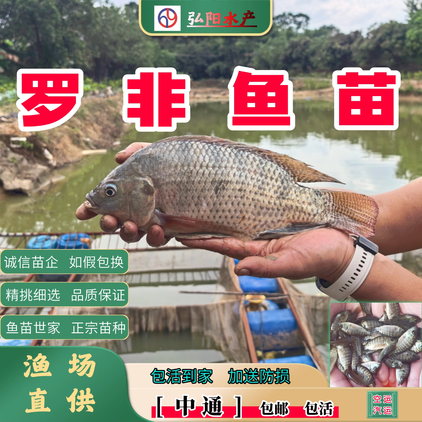 罗非鱼苗海南一号2-10厘米包活图片