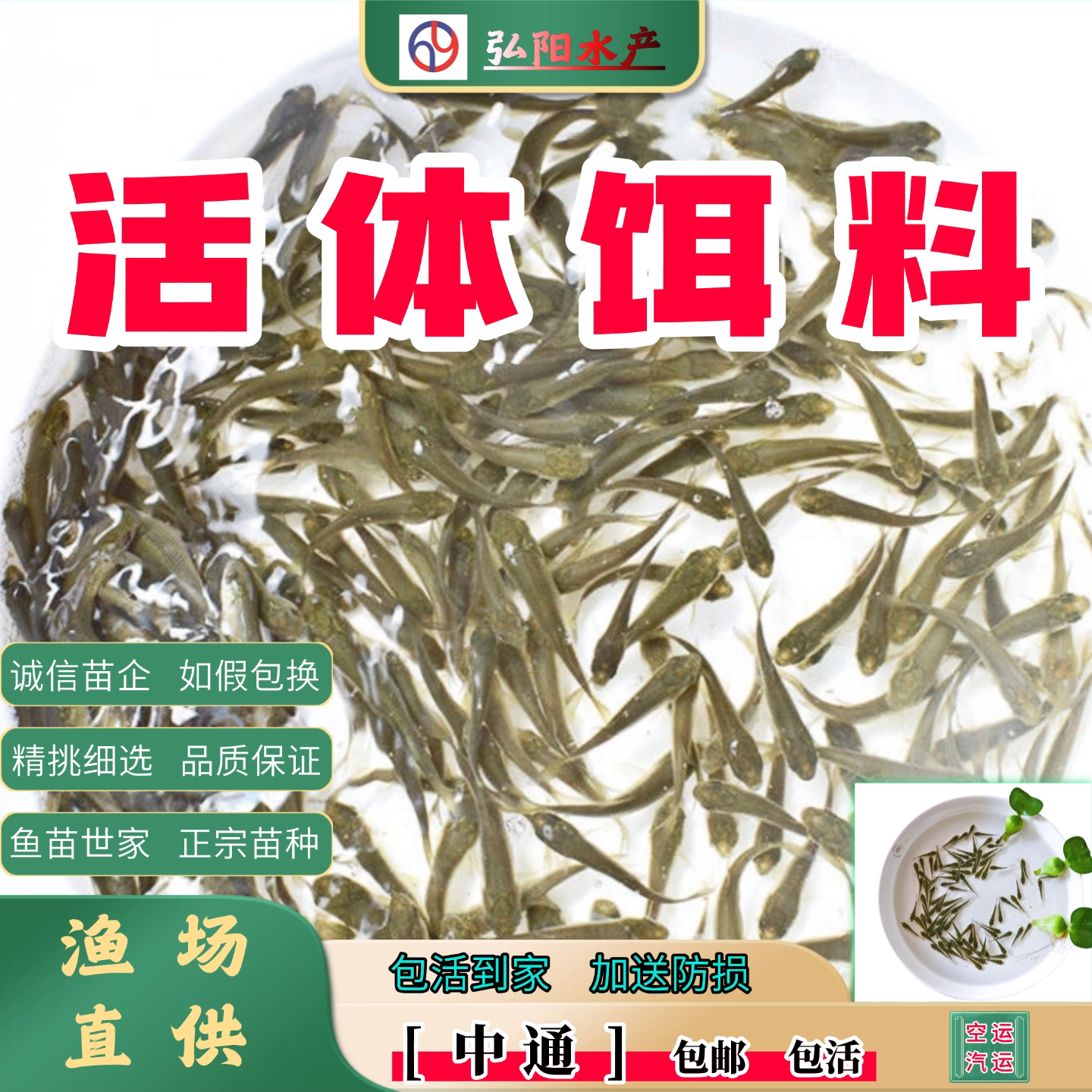 活体铒料2-5厘米桂花鱼龙鱼