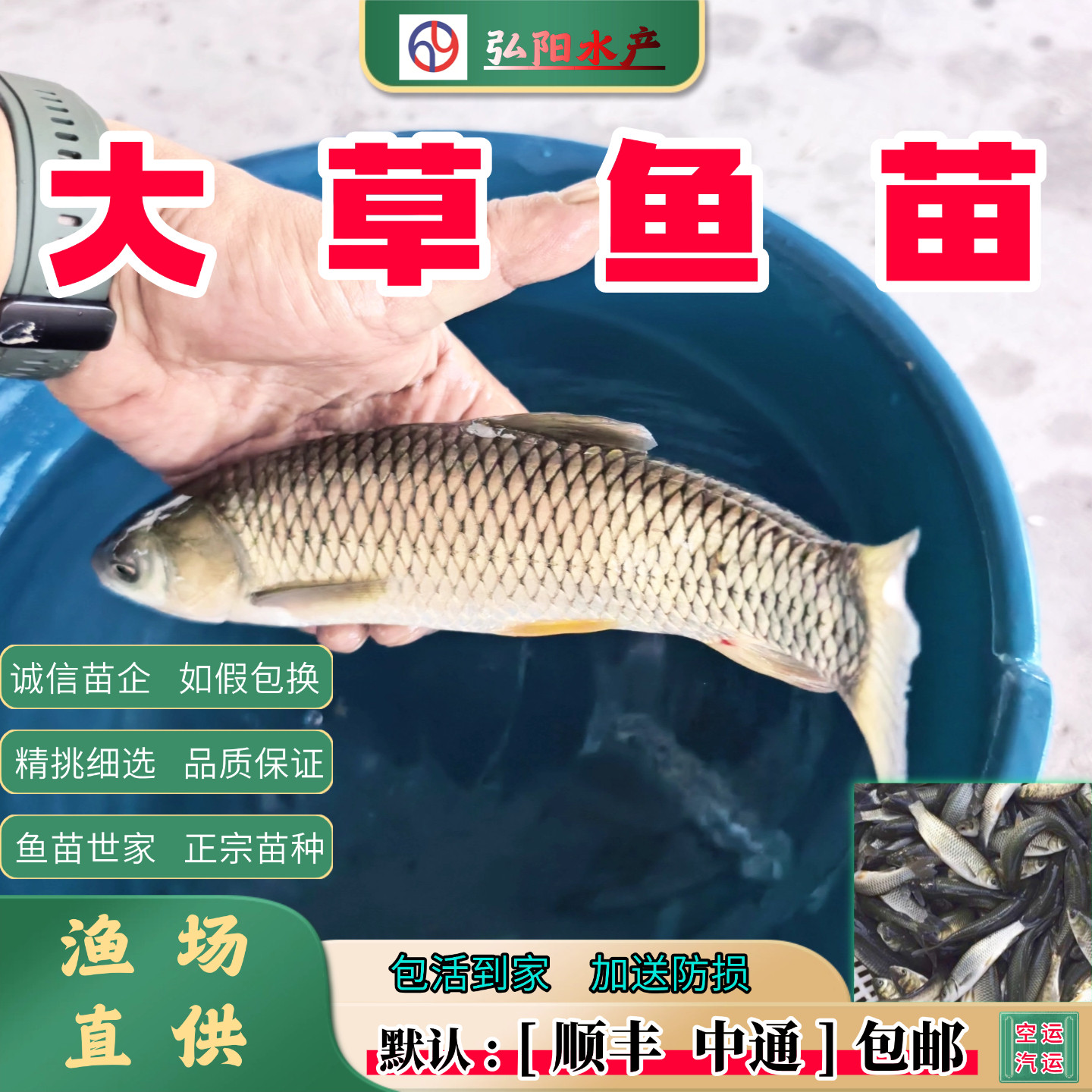 大草鱼苗 皖鱼苗 四大家鱼 淡水鱼苗   油鲩  草青超值 观赏 草皖,宠物/宠物食品及用品,鱼,淘宝优惠券,粉丝福利购,淘宝优惠卷