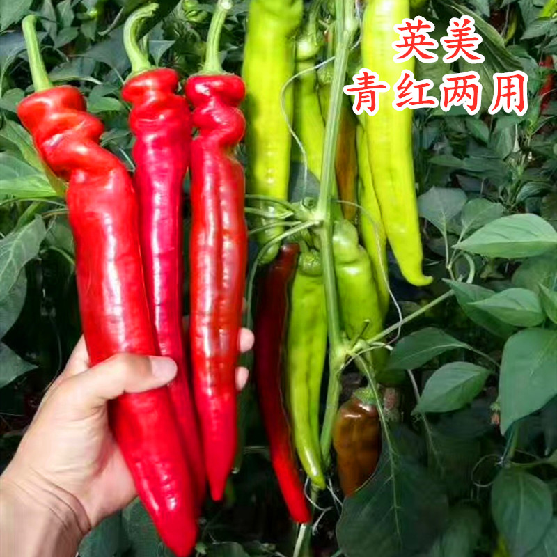 羊角椒种子大果尖椒种籽青红两用皮薄肉厚牛角椒秧苗子四季英美,农用物资,蔬菜种子/种苗,淘宝优惠券,粉丝福利购,淘宝优惠卷