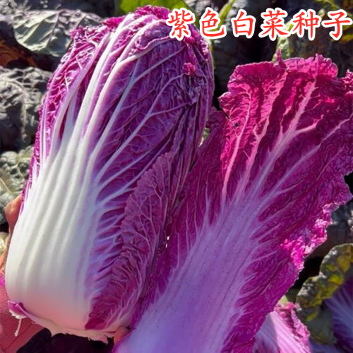 紫白菜种籽特色结球圆包心