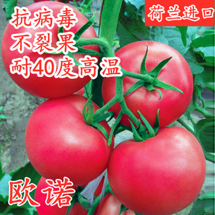 番茄种子耐热西红柿种籽抗病大果番茄苗四季蔬菜阳台庭院包邮欧诺
