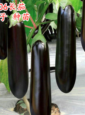 长茄种子绿萼把籽嫁接苗高