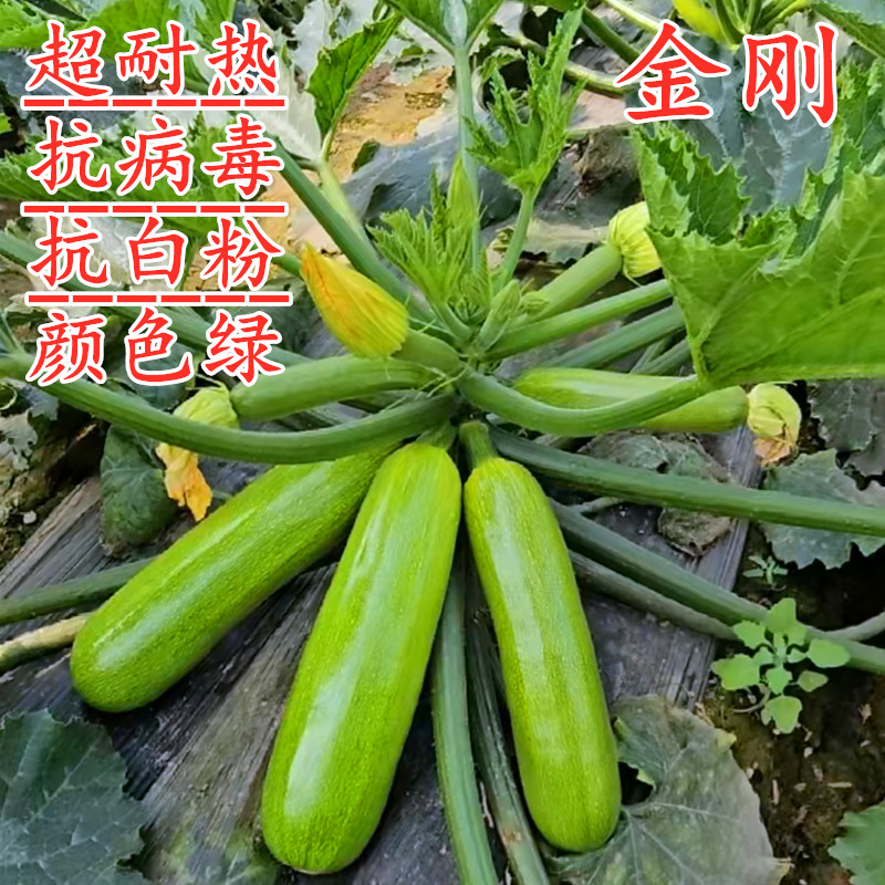 西葫芦种子角瓜种籽秧苗子高产油亮翠绿四季蔬菜阳台庭院包邮金刚