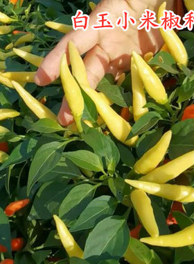 小米椒种子泡椒朝天椒种籽