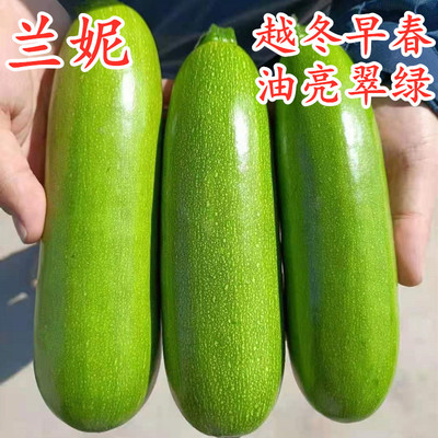 西葫芦种子荷兰角瓜茭籽抗