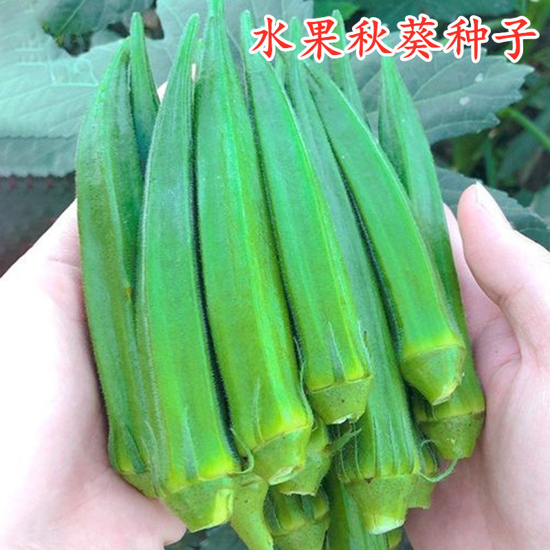 水果秋葵种子黄秋葵种籽绿羊角菜蔬菜种子不变老阳台四季盆栽包邮