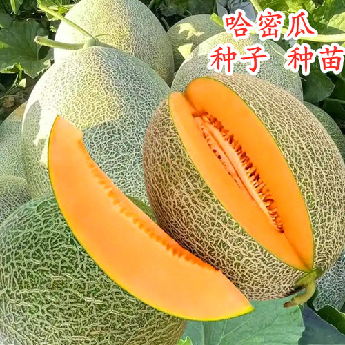 哈密瓜种子网纹甜瓜土壤种籽西州蜜25脆甜水果甜度高耐裂好产量高