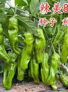 薄皮椒种子虎皱泡芜湖苏辣