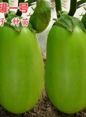 绿罐茄子种子牛心茄绿茄绿色灯泡茄绿牛蛋茄子嫁接茄子苗绿罐一号