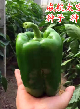 太空椒种子长方椒种籽种苗辣椒圆椒彩椒四季蔬菜苗子阳台庭院威航