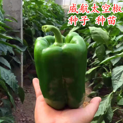 太空椒种子长方椒种籽种苗辣椒圆椒彩椒四季蔬菜苗子阳台庭院威航