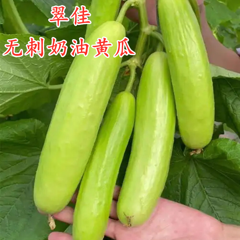 无刺翠佳奶油黄瓜种子水果图片