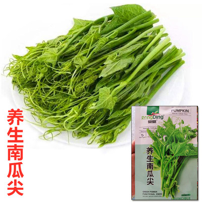 南瓜尖种子养生倭籽藤叶番