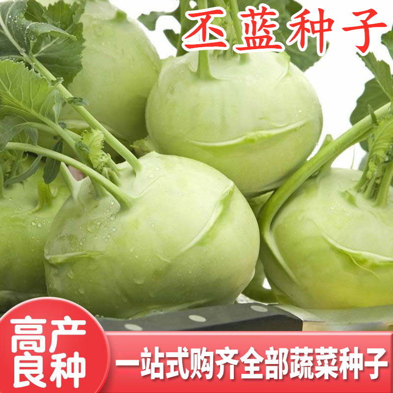 苤兰丕蓝种子球茎甘蓝种籽芥兰头芥菜四季蔬菜高产阳台腌咸菜包邮