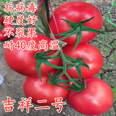 西红柿种子耐热番茄籽高产