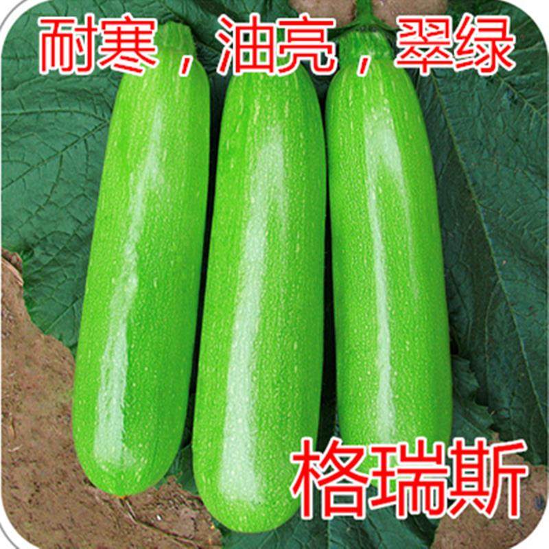 西葫芦种子角瓜种籽茭瓜秧苗子油亮翠绿高产四季蔬菜庭院格瑞斯,农用物资,蔬菜种子/种苗,淘宝优惠券,粉丝福利购,淘宝优惠卷