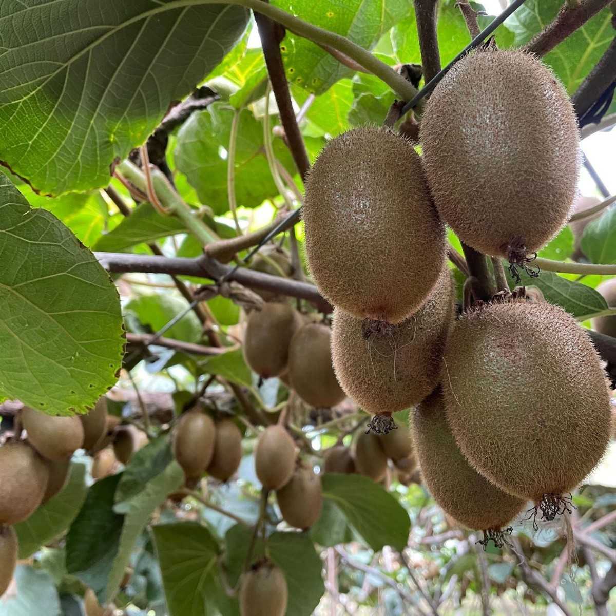 陕西周至猕猴桃新鲜水果猕猴桃包邮 产地直发绿心奇异果