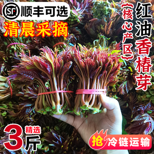 四川露天香椿芽新鲜红油头茬野生现摘春芽当季 顺丰 时令蔬菜3斤装