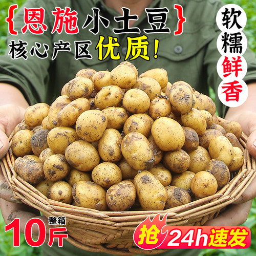 恩施小土豆新鲜现挖洋芋马铃薯