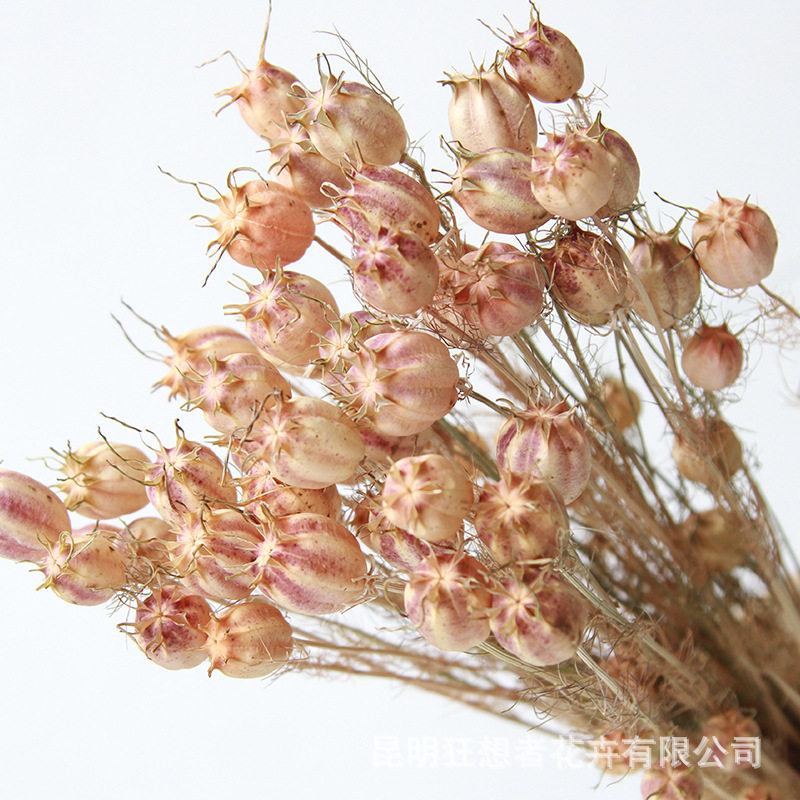 狂想者源头工厂黑种草自