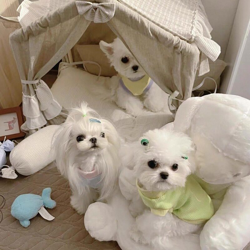 狗狗衣服夏季薄款博美泰迪比熊小型犬贵宾宠物防掉毛小猫猫咪背心