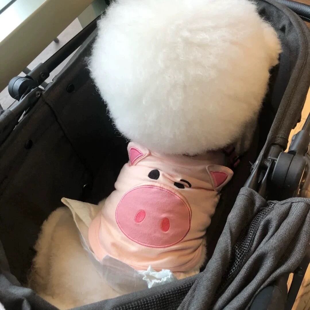 狗狗宠物衣服猫咪背心防掉毛夏季博美可爱动物衣服幼猫薄款小型犬
