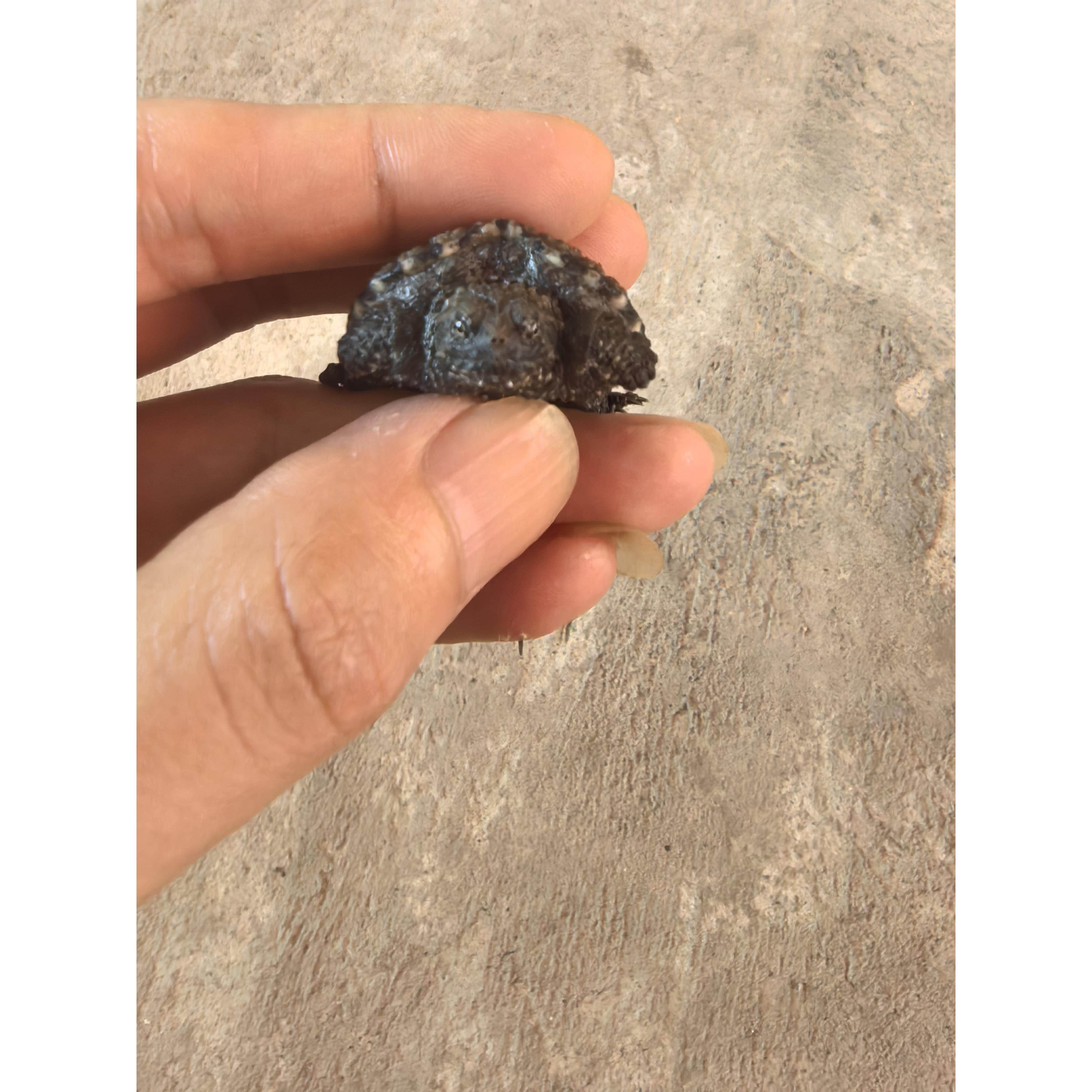 纯佛鳄龟爆刺鳄鱼龟幼苗佛鳄龟活物小鳄龟，包活到家顺丰包邮。