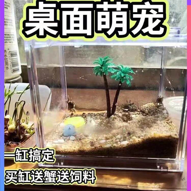 辣椒蟹饲养缸桌面微景缸迷你辣椒蟹积木盒小螃蟹饲养缸办公造景