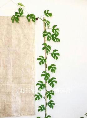 姬龟背芋攀爬植物爬藤盆栽热爬墙植室内客厅卧室植迷者