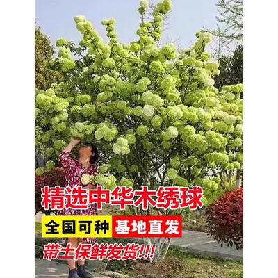 中华木绣球树苗大花斗球苗木本绣球琼花树苗庭院地栽盆栽绣球花苗