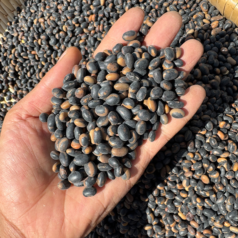 新非转基因牛眼睛黑豆