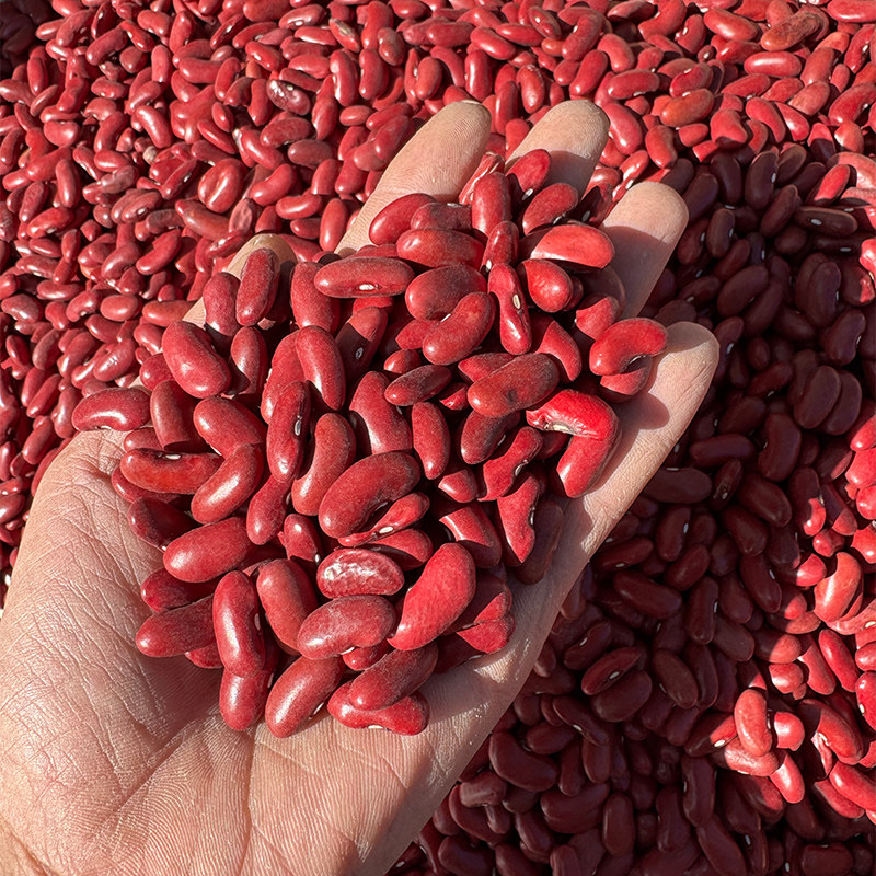 红芸豆500g*3大红豆新货红腰豆肾豆农家自产大粒扁豆红腰豆子