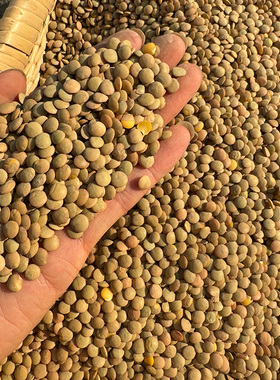 25年新非转基因小扁豆农家自种山西旱地扁豆子粗粮兵豆五谷杂粮