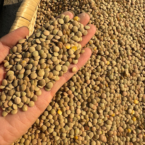 农家自种非转基因小扁豆