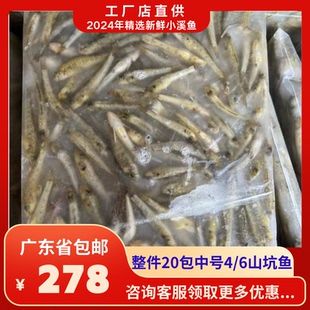 整件20包精选4/6中号山坑鱼仔农家鱼私房菜农庄特色食材商用河鱼