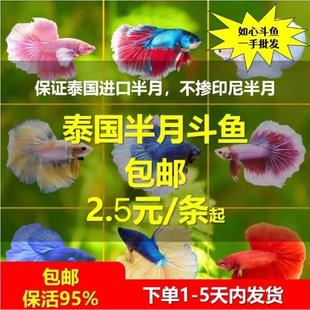 泰国斗鱼活鱼斗鱼观赏鱼半月大耳将军狮王马糖果半月斗鱼摆摊