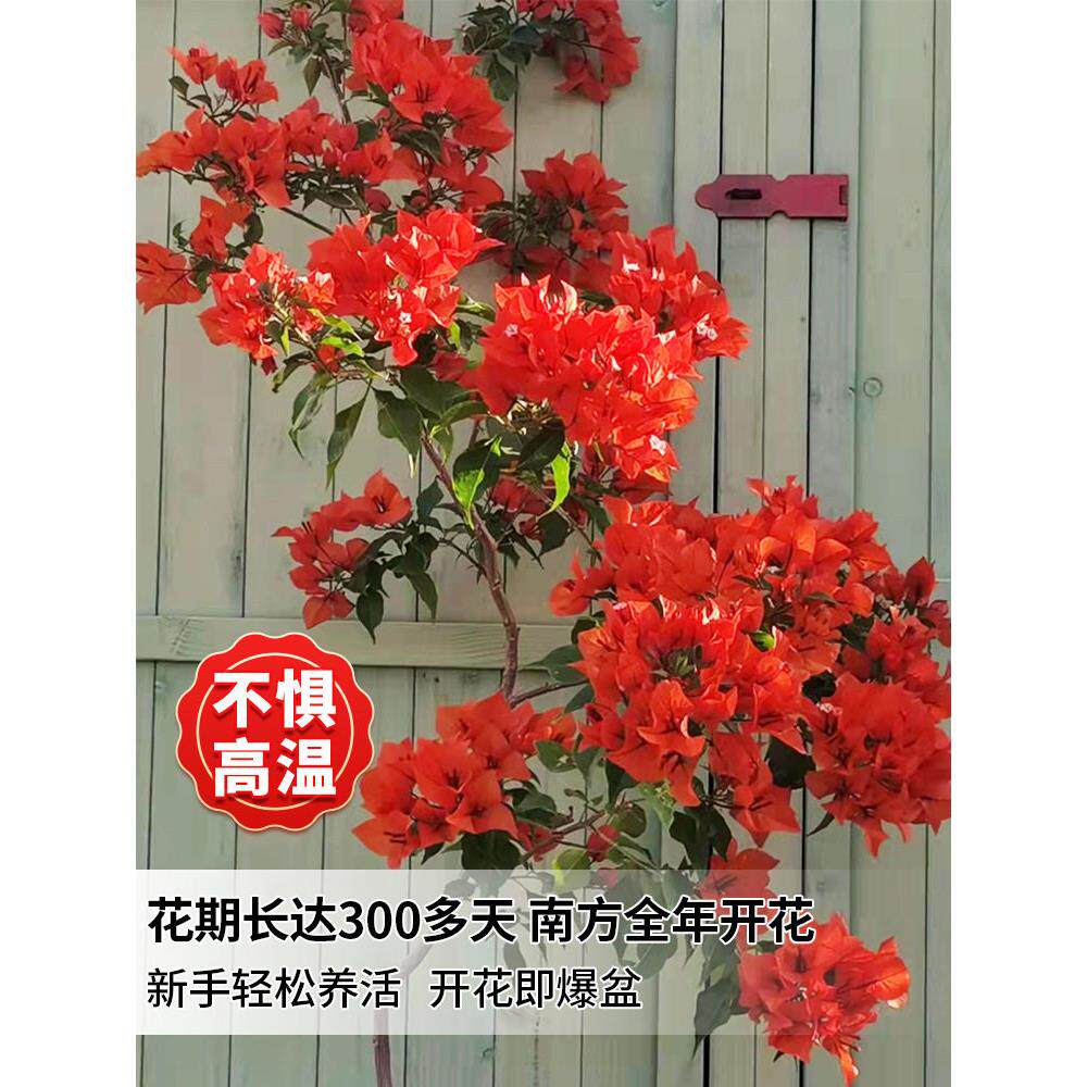 三角梅爬藤植物带花卉盆栽安格斯重瓣老桩室内外庭院四季开阳台