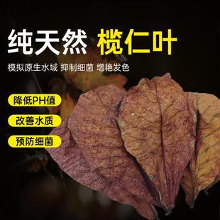 免煮榄仁叶斗鱼懒人叶鱼缸降酸PH值调节剂水族液态乌龟橄榄叶茶包