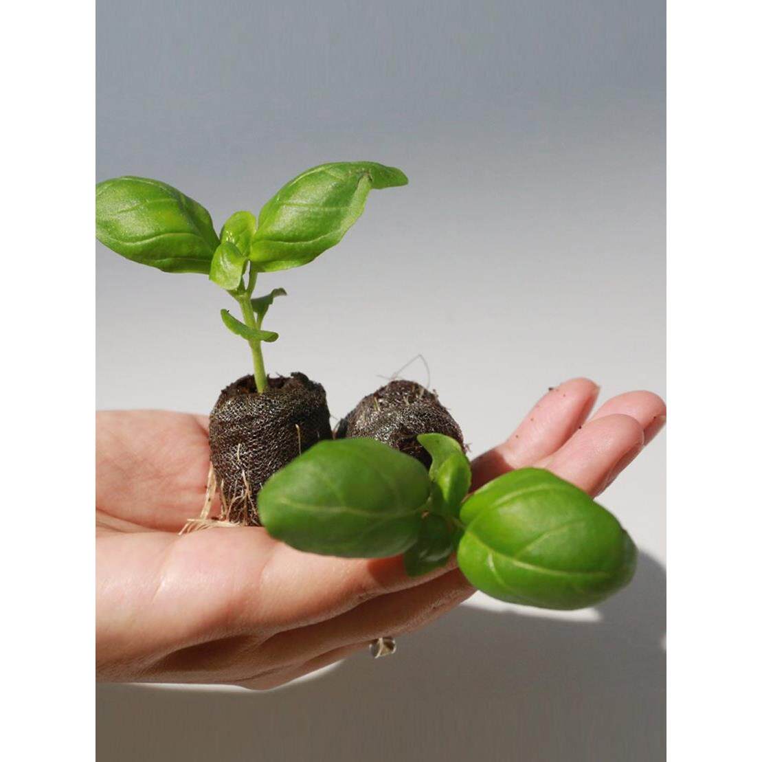 意大利甜罗勒叶苗水培盆栽可食用迷迭香百里香紫苏香草九层塔香料